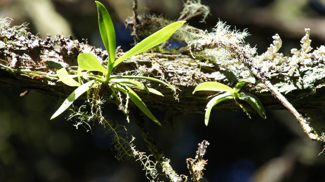 Drymoanthus adversus