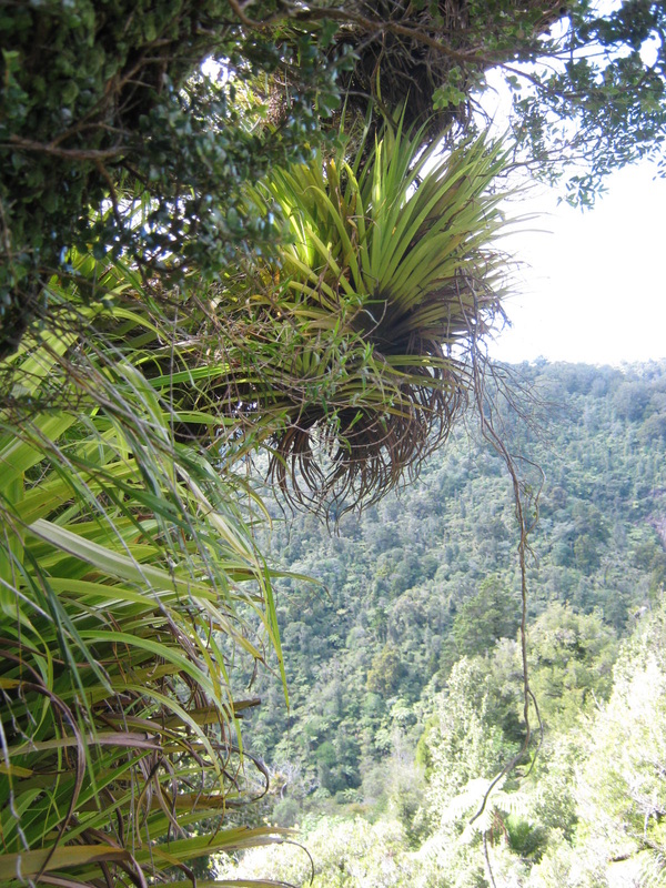 New Zealand epiphytes