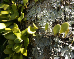 Leatherfern or Pyrrosia eleagnifolia and lichen