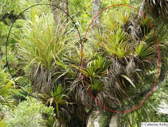 Nest epiphyte species growing in the canopy, Astelia solandri and Collospermum hastatum