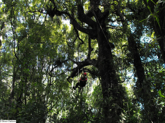 University of Waikato student Olivia Henwood climbing a large tawa in Huatoki Scenic Reserve, New Plymouth.