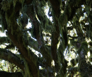 Moss-laden kamahi in the cloud forest of Mt. Taranaki