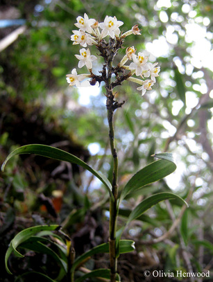 Flowering native orchid, Earina autumnalis near the top of a rata (Metrosideros robusta) canopy