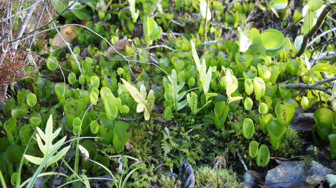 Raurenga (Cardiomanes reniforme), kowaowao (Microsorum pustulatum) and filmy ferns (Hymenophyllum species)