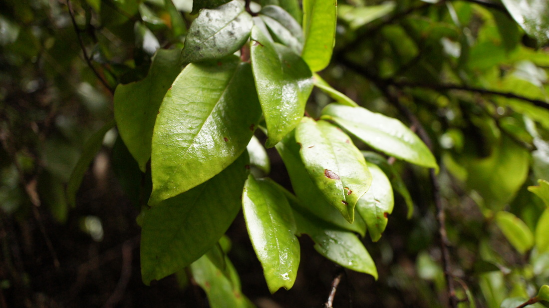 Aka (Metrosideros albiflora)