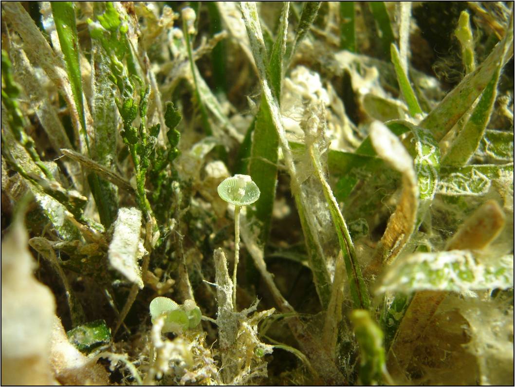 Marine epiphytes