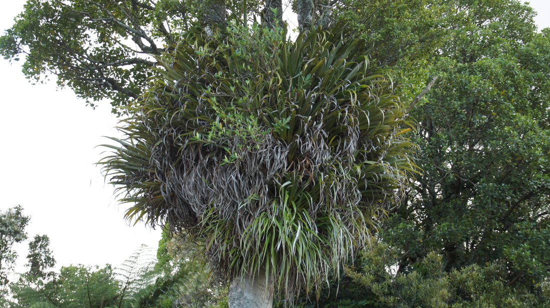 nest epiphytes