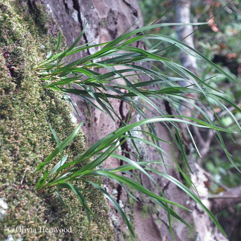 Native orchid, Earina mucronata growing out of a moss mat on a kauri (Agathis australis)
