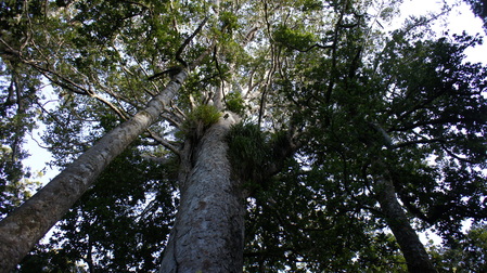 Epiphytes on Waipoua kauri trees