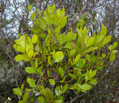 Pirita (Ileostylus micranthus), a native mistletoe growing on Coprosma