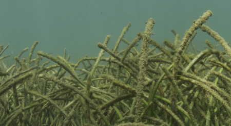 Seagrass Epiphytes
