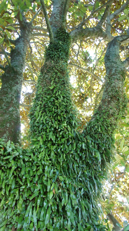 Pyrrosia eleagnifolia