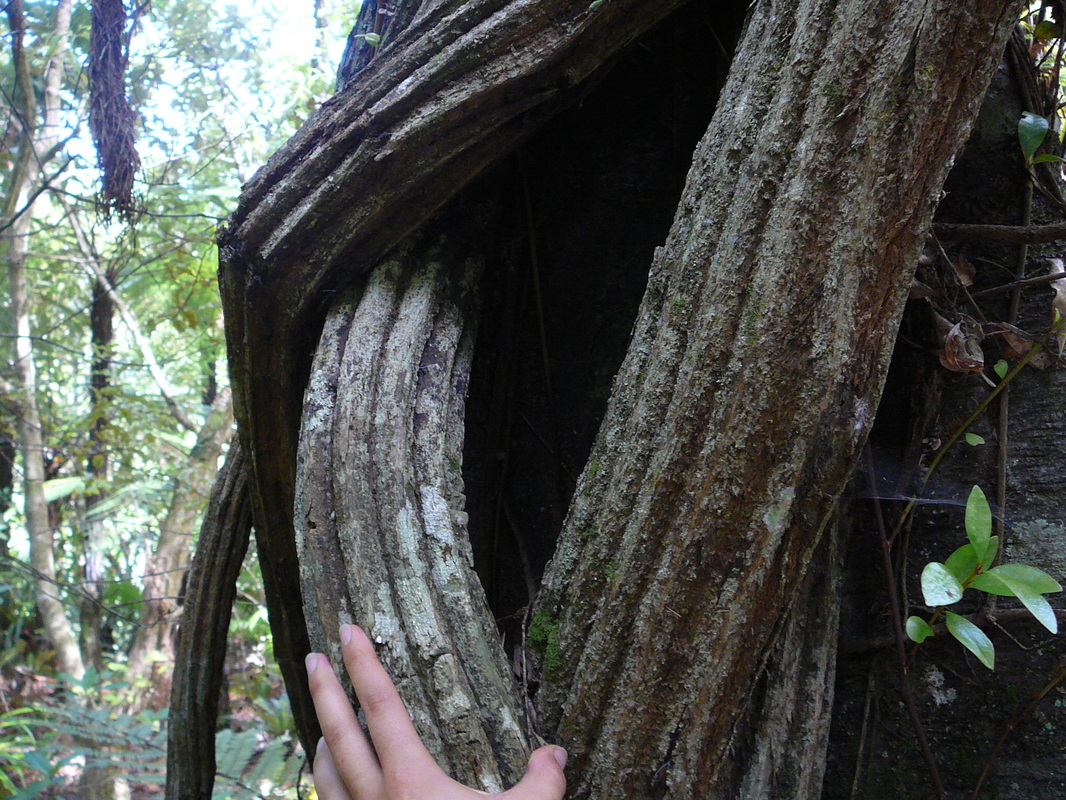 The roots of hemiepiphyte Griselinia lucida
