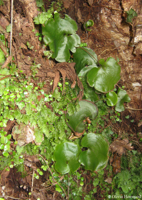 Kidney ferns (Cardiomanes reniforme) growing alongside Metrosideros and Hymenophyllum on a large rata (Metrosideros robusta)