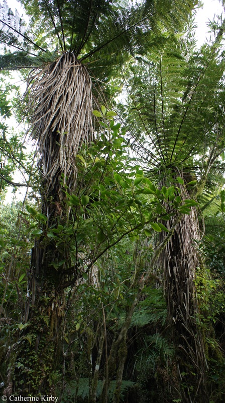 Griselinia littoralis on a tree fern