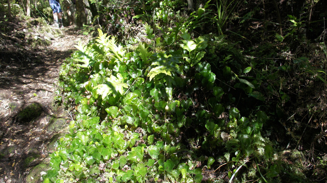 Raurenga (Cardiomanes reniforme) and Kōwaowao (Microsorum pustulatum subsp. pustulatum)