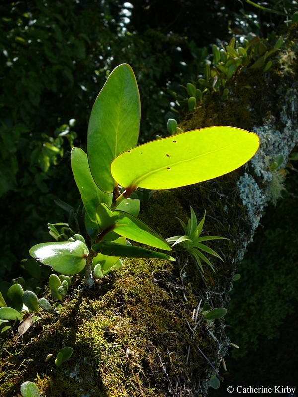 Juvenile puka (Griselinia lucida), with other epiphyte species including Astelia solandri and Pyrrosia eleagnifolia