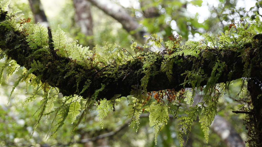 ilmy ferns (Hymenophyllum species
