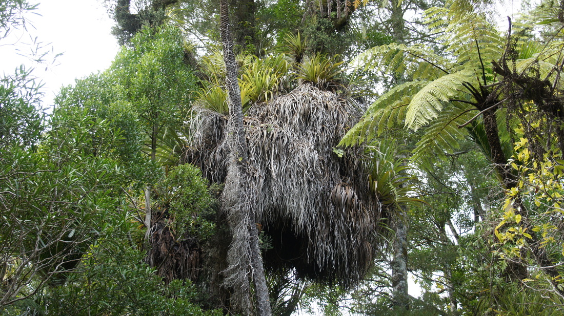 Nest epiphytes
