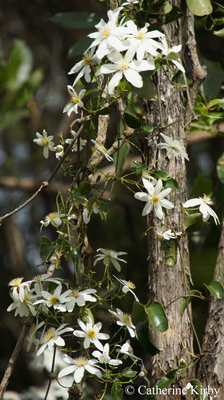 Clematis paniculata in flower