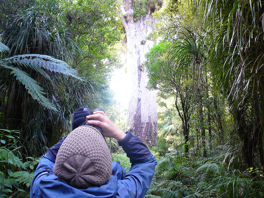 Checking out the epiphytes and vines on Tane Mahuta