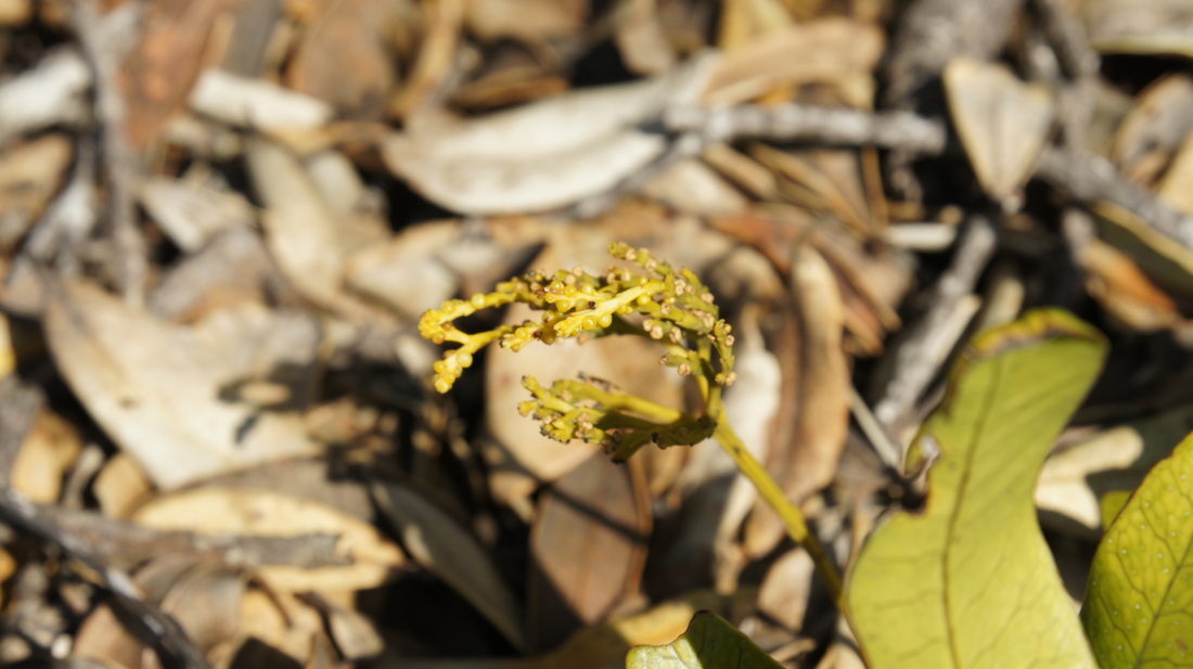 whisk fern (Psilotum nudum)